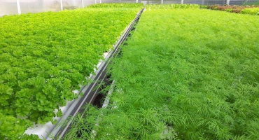 Jak pěstovat a pečovat o petržel ve skleníku, kolik roste a jaký je výnos